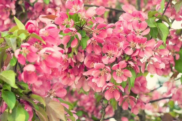 Manzano floreciente en el jardín de primavera