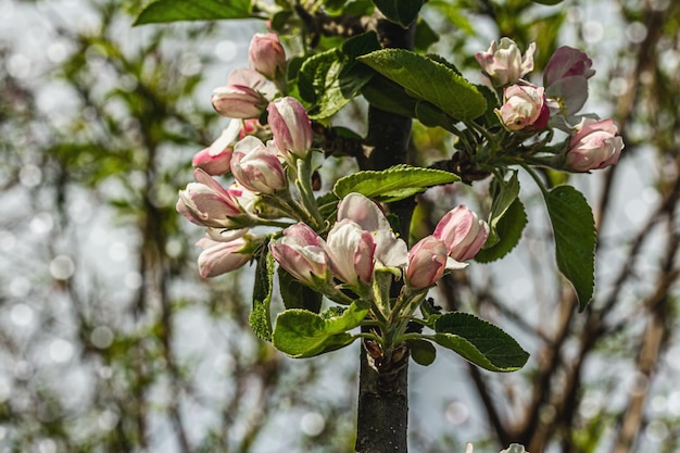Manzano floreciente en el jardín Temporada de primavera de plantas en crecimiento Concepto de jardinería