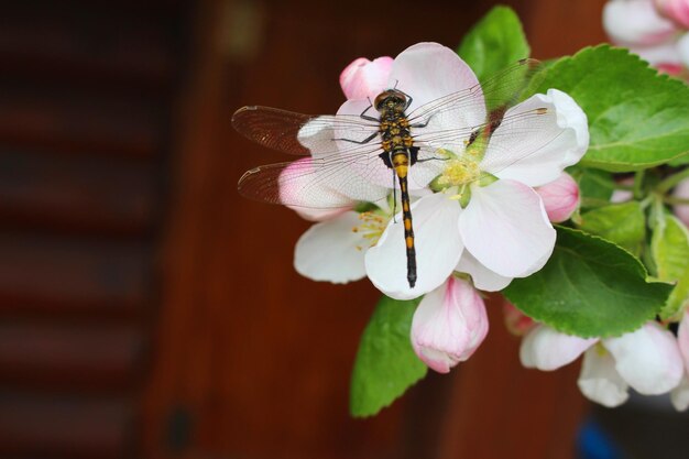 Foto manzano floreciente y libélula en una flor