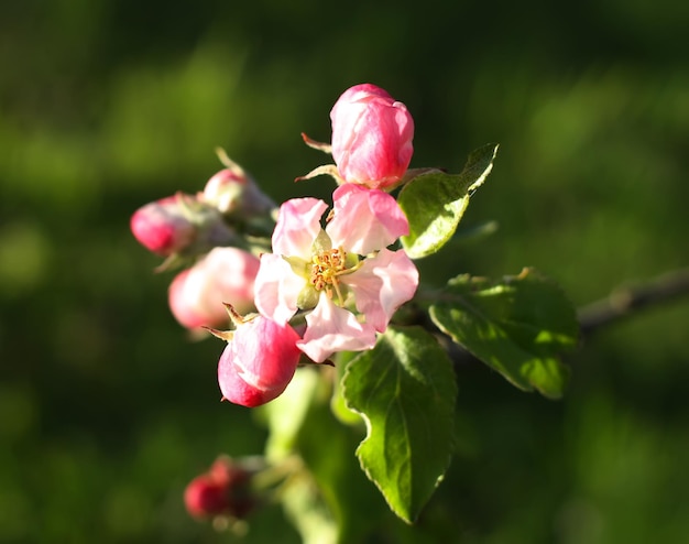 Manzano floreciente en primavera al aire libre