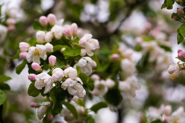 Manzano floreciente en primavera después de la lluvia