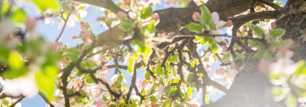 Manzano floreciente en primavera. Fondo borroso de la naturaleza