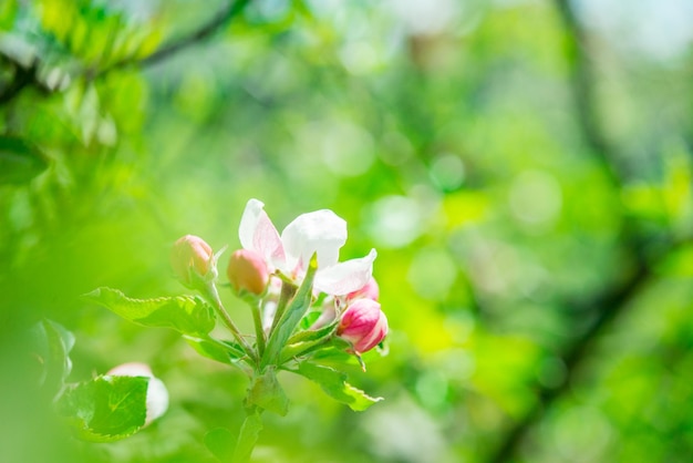 Manzano floreciente en primavera. Fondo borroso de la naturaleza