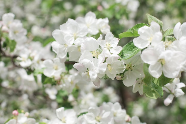 Manzano floreciente en primavera fondo de flores