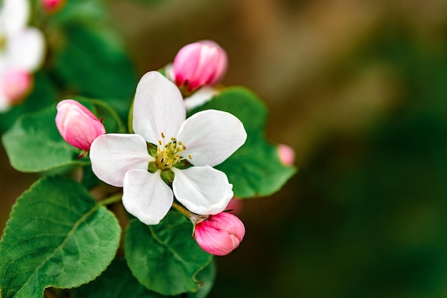 Manzano floreciente en primavera