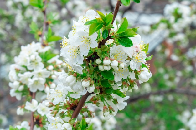 Manzano floreciente en primavera