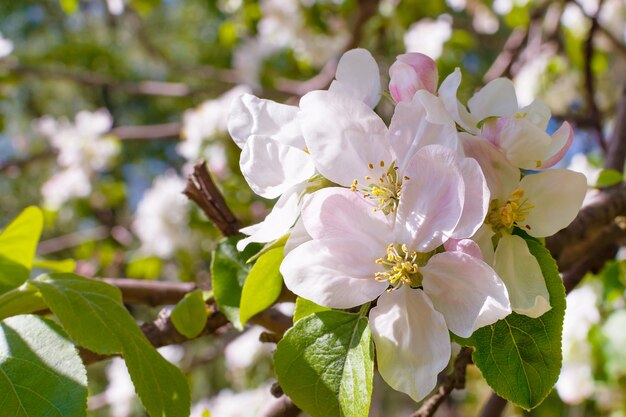 Manzano floreciente con primer plano de flores blancas