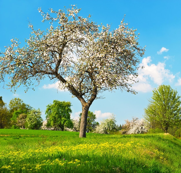Manzano floreciente sobre fondo de cielo azul nublado. día soleado de primavera