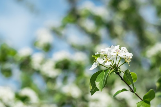 Manzano de flores de primavera con fondo borroso