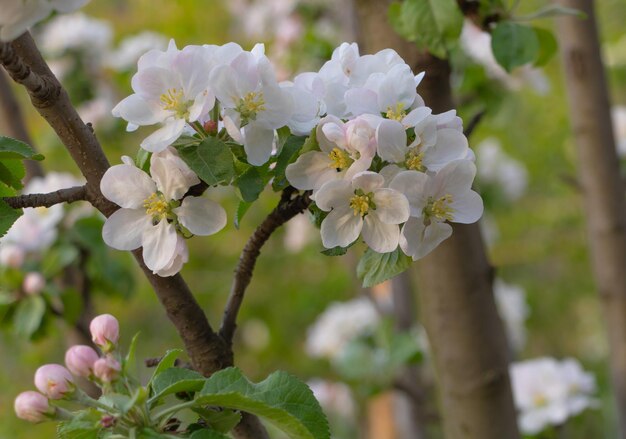 Manzano en hermosa flor rosa blanca Enfoque selectivo