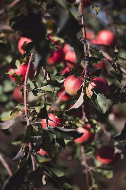 Manzano con manzanas rojas en el jardín
