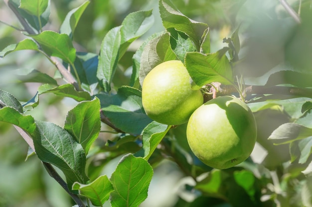 Manzano, Manzanas Verdes en el Árbol