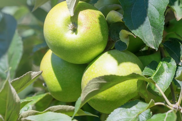 Manzano, Manzanas Verdes en el Árbol