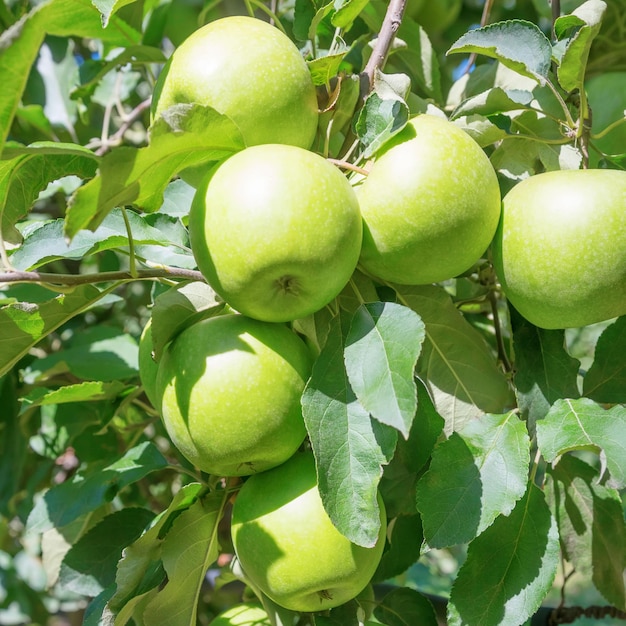 Manzano, Manzanas Verdes en el Árbol