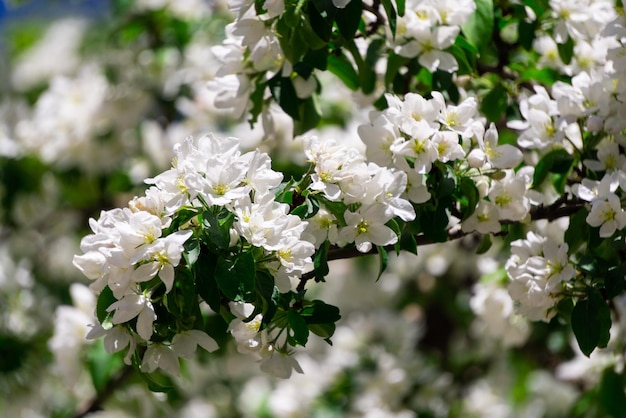 Un manzano con muchas flores.