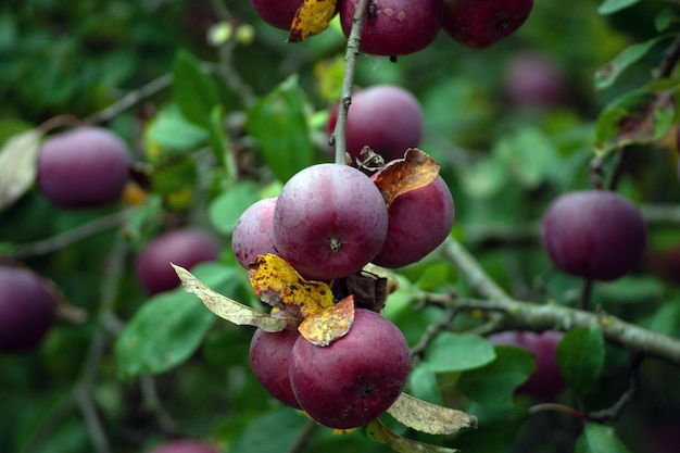 Manzano Rama de manzanas rojas maduras en un árbol en un jardín.