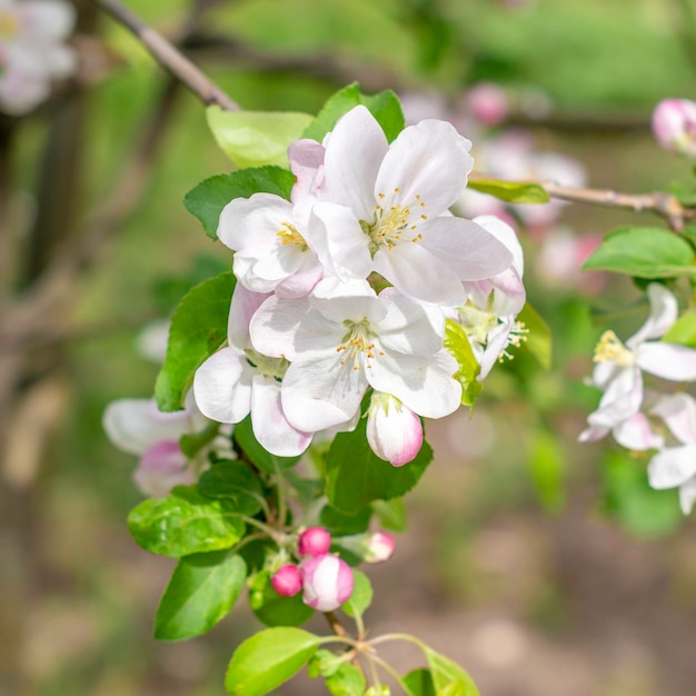 Manzanos blancos en flor a la luz del solTemporada de primavera