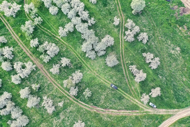 Manzanos flor jardín vista superior drone