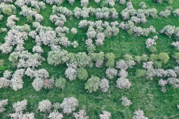 Manzanos flor jardín vista superior drone