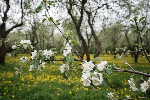 Manzanos florecientes entre un campo de dientes de león