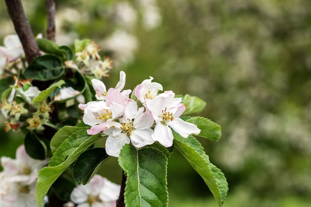 Foto manzanos florecientes hermosos en cierre del parque de la primavera para arriba