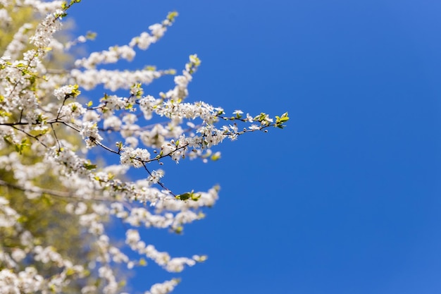 Manzanos flores la parte portadora de una flor plantspring paisaje natural con flor blanca