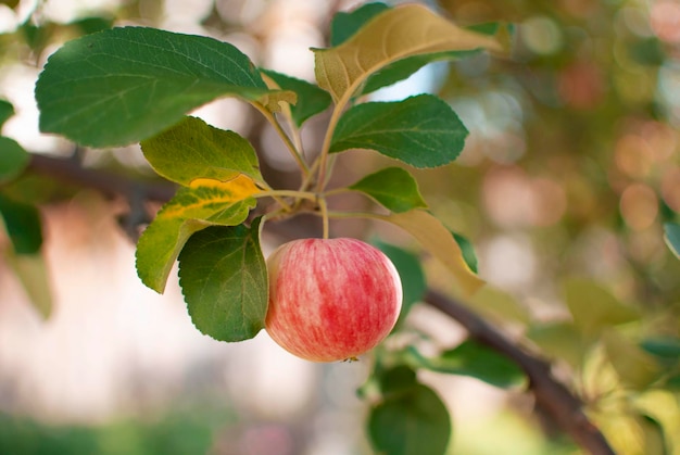 Manzanos en una granja de frutas orgánicas Una manzana madura en primer plano con luz solar y un huerto de manzanas en el fondo