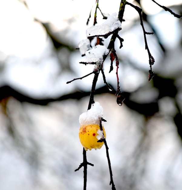 Manzanos de invierno con nieve en un huerto