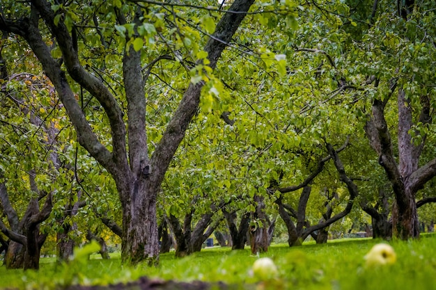 Manzanos torcidos en el parque