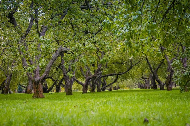 Manzanos torcidos en el parque