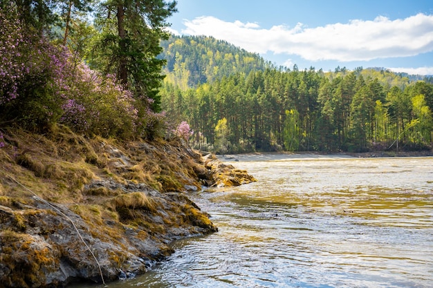 Manzherok-stromschnellen im altai-gebirge maralnik-busch am ufer des flusses katun sibirien russland