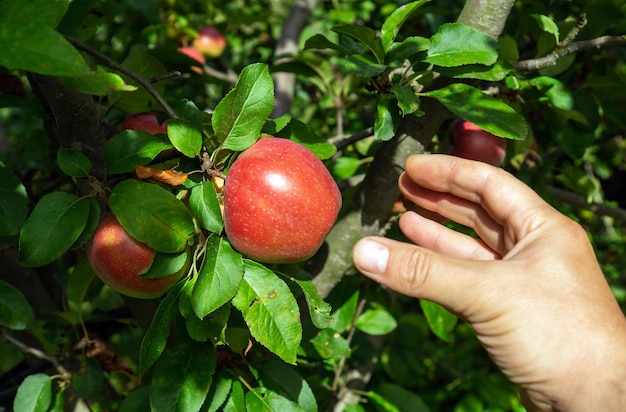 Mão alcançando os galhos de uma árvore frutífera colhendo maçã madura verão ou outono