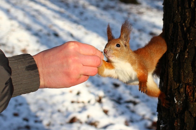 Mão alimenta um esquilo com uma noz em um parque de inverno.