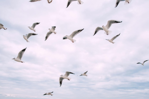 mão alimentando gaivotas voando no céu nublado de outono