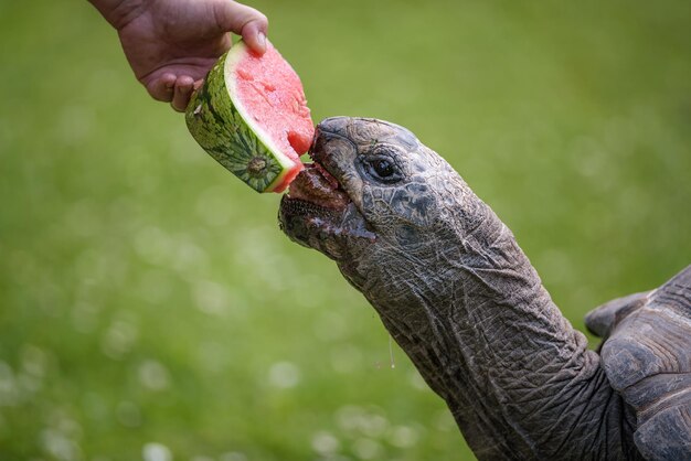 Mão alimentando uma tartaruga gigante com uma melancia