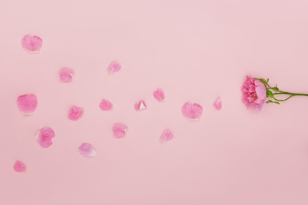 Mão com flores cor de rosa e pétalas deitado sobre um papel