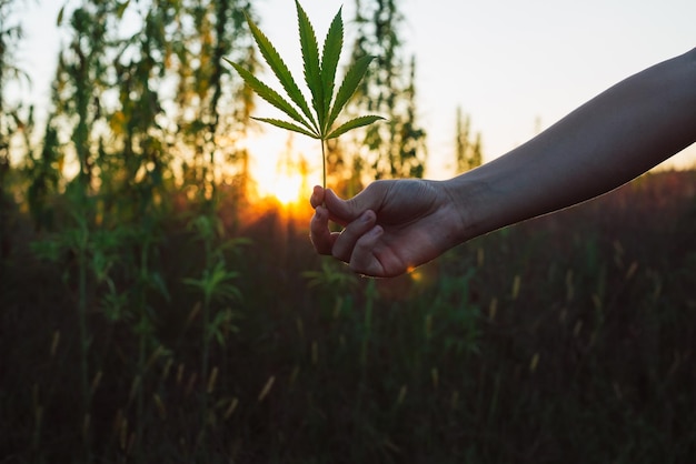 Mão com folha de cannabis sol e caules de cânhamo
