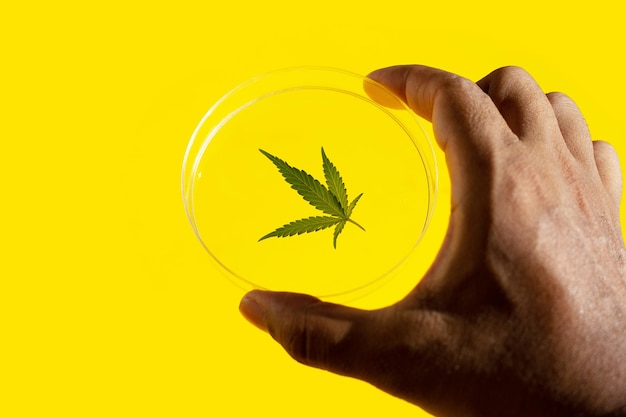 Mão com folhas frescas de cannabis