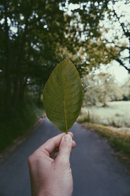 mão com folhas na natureza