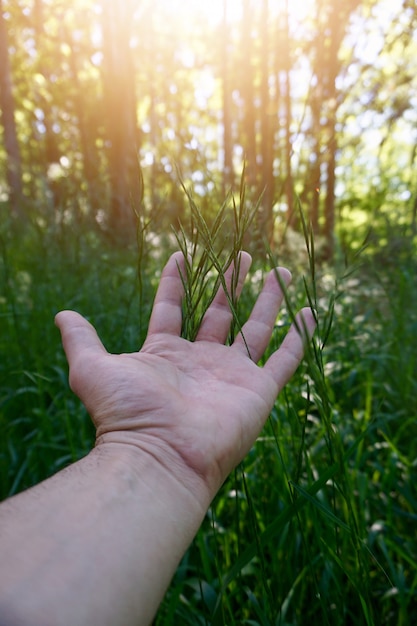 mão com folhas na natureza