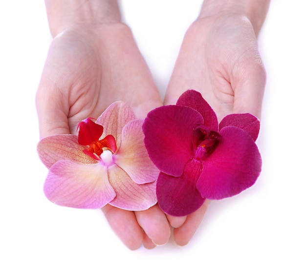 Mão com lindas flores de orquídeas isoladas em branco