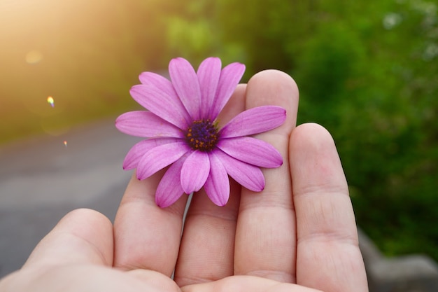 Mão com uma linda flor rosa na natureza, mão de homem com flores