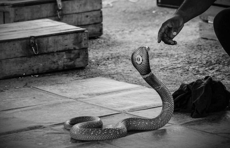 Foto mão cortada alcançando cobra na calçada