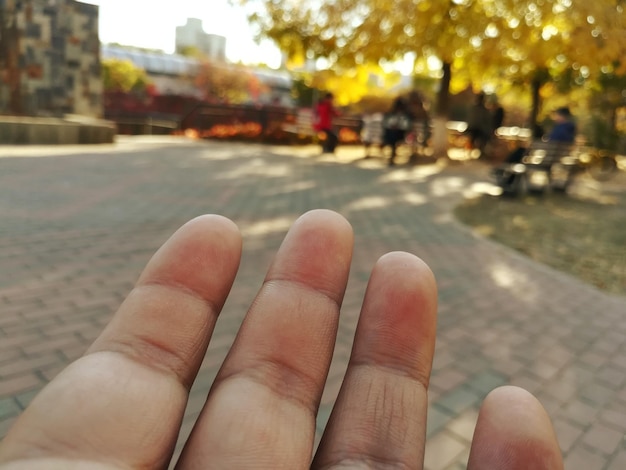 Mão cortada contra árvores de outono no parque