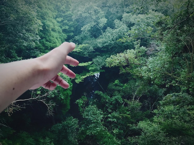 Foto mão cortada de mulher alcançando árvores na floresta