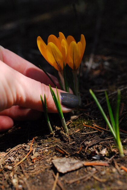 Foto mão cortada de mulher colhendo flores amarelas que florescem no campo