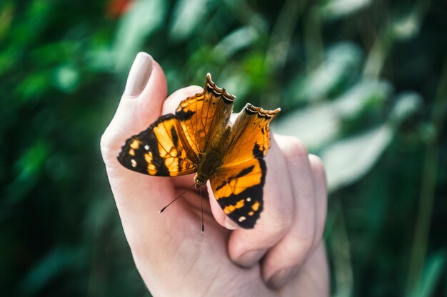 Mão cortada de mulher com borboleta contra plantas