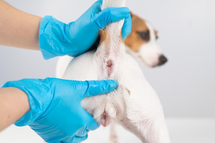 Foto mão cortada de mulher segurando cachorro