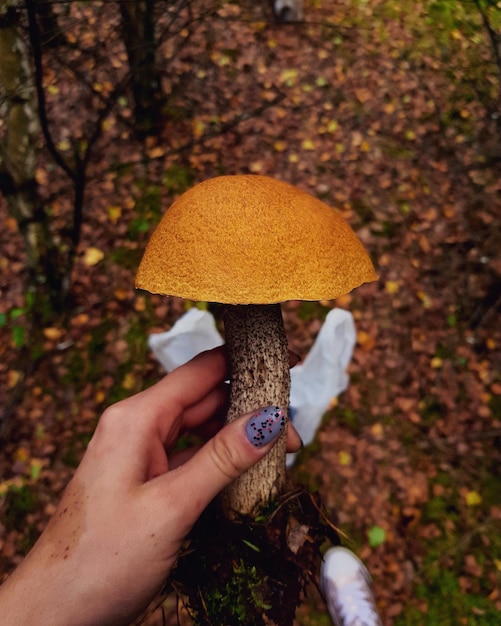 Foto mão cortada de mulher segurando cogumelo na floresta