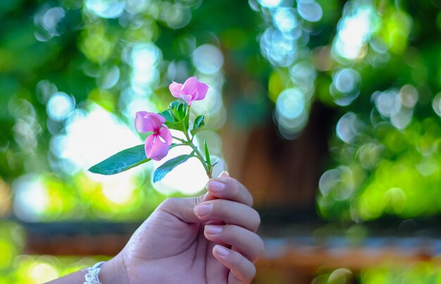 Foto mão cortada de mulher segurando flores cor-de-rosa